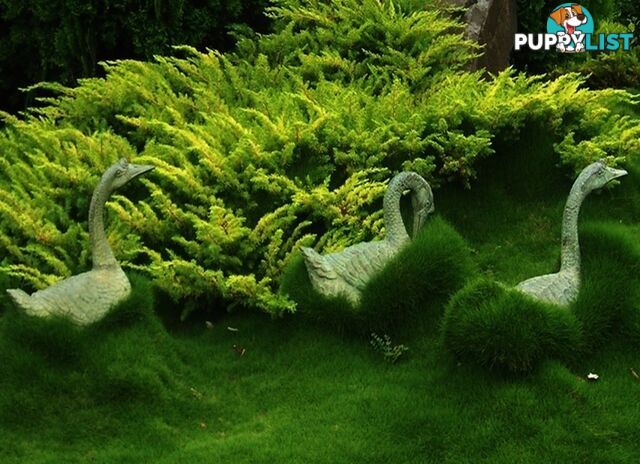 Petting Grass Special -  10 x 100mm pots - $70.00 including delivery Australia Wide