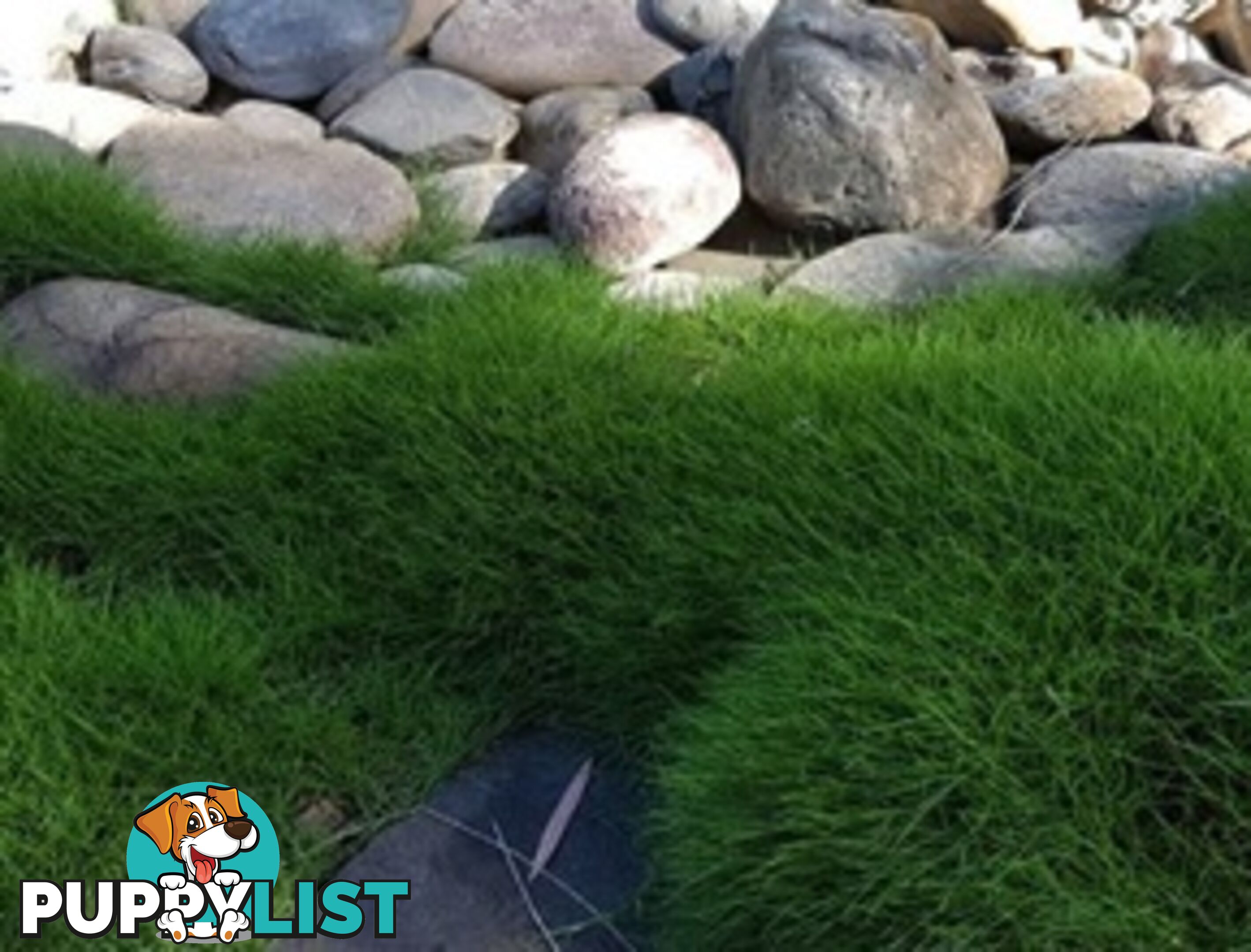 Petting Grass Special -  10 x 100mm pots - $70.00 including delivery Australia Wide