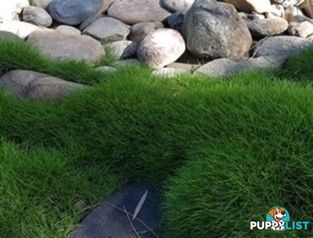 Petting Grass Special -  10 x 100mm pots - $70.00 including delivery Australia Wide