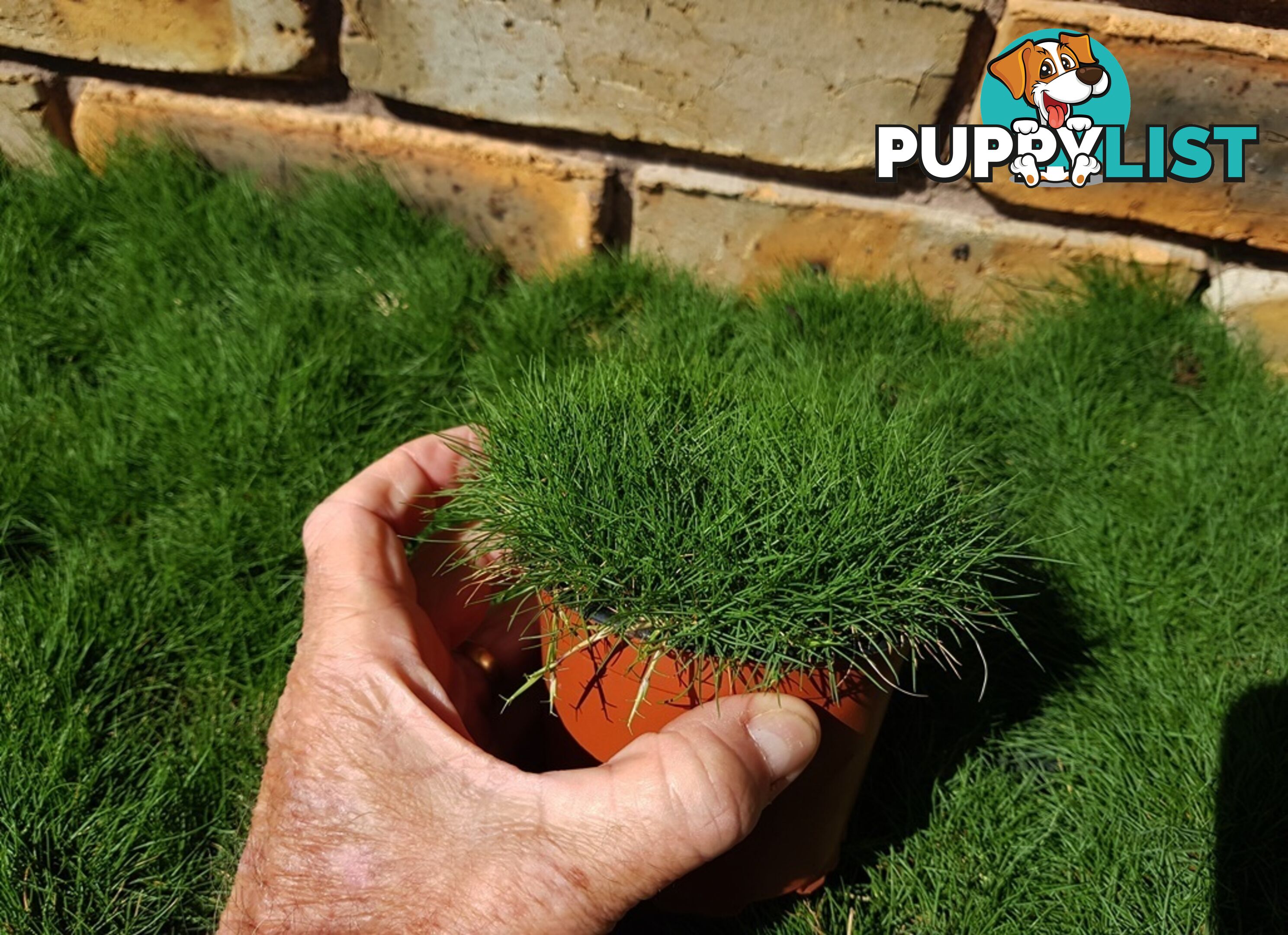 Petting Grass Special -  10 x 100mm pots - $70.00 including delivery Australia Wide