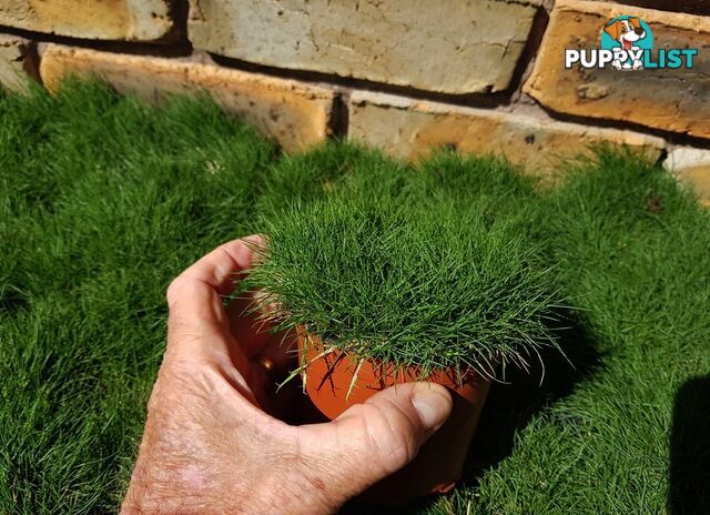 Petting Grass Special -  10 x 100mm pots - $70.00 including delivery Australia Wide