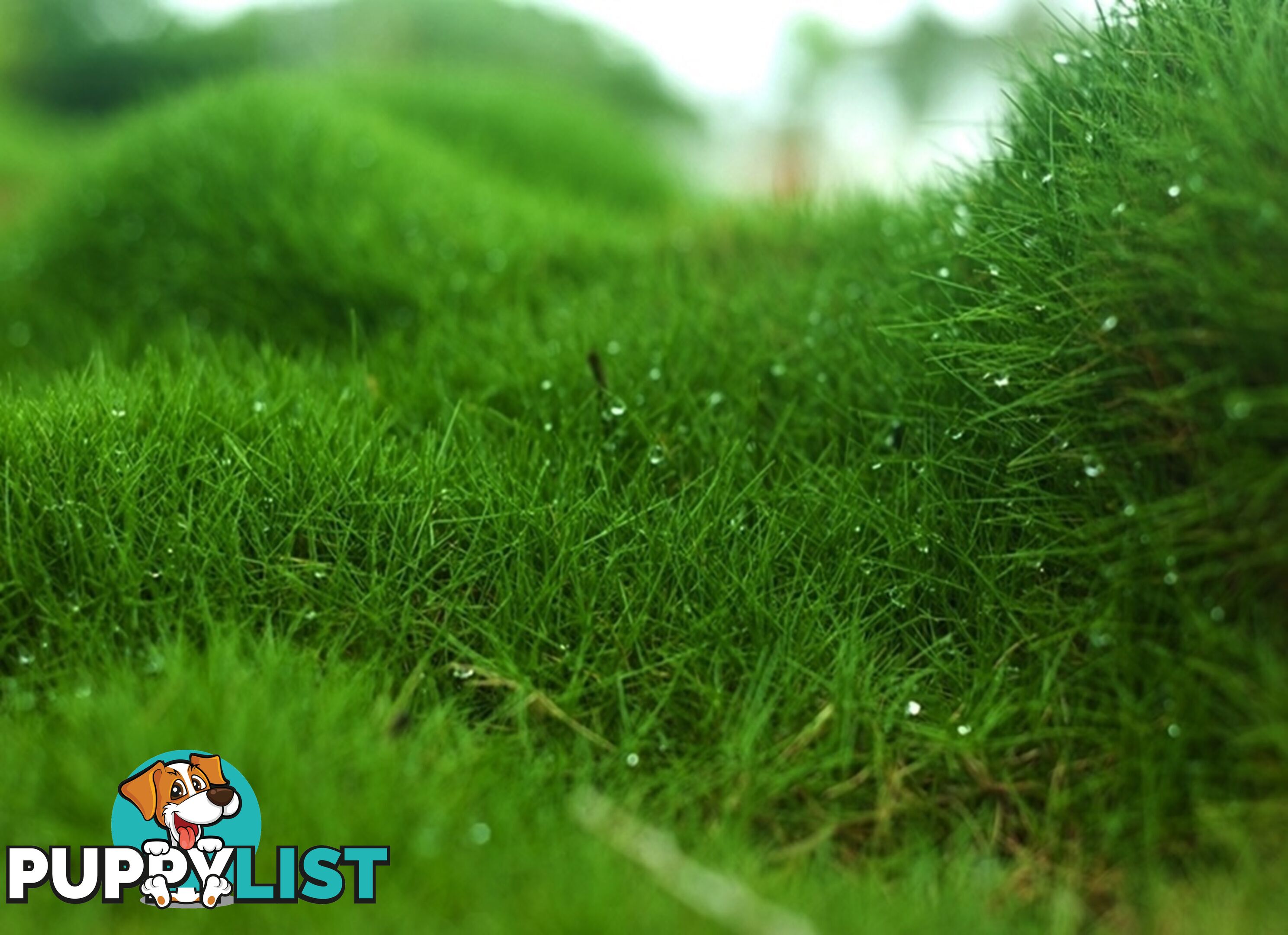 10 x Zoysia Tenuifolia Punnets (145mm x 65mm) QLD Only - Free Postage