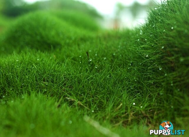 10 x Zoysia Tenuifolia Punnets (145mm x 65mm) QLD Only - Free Postage