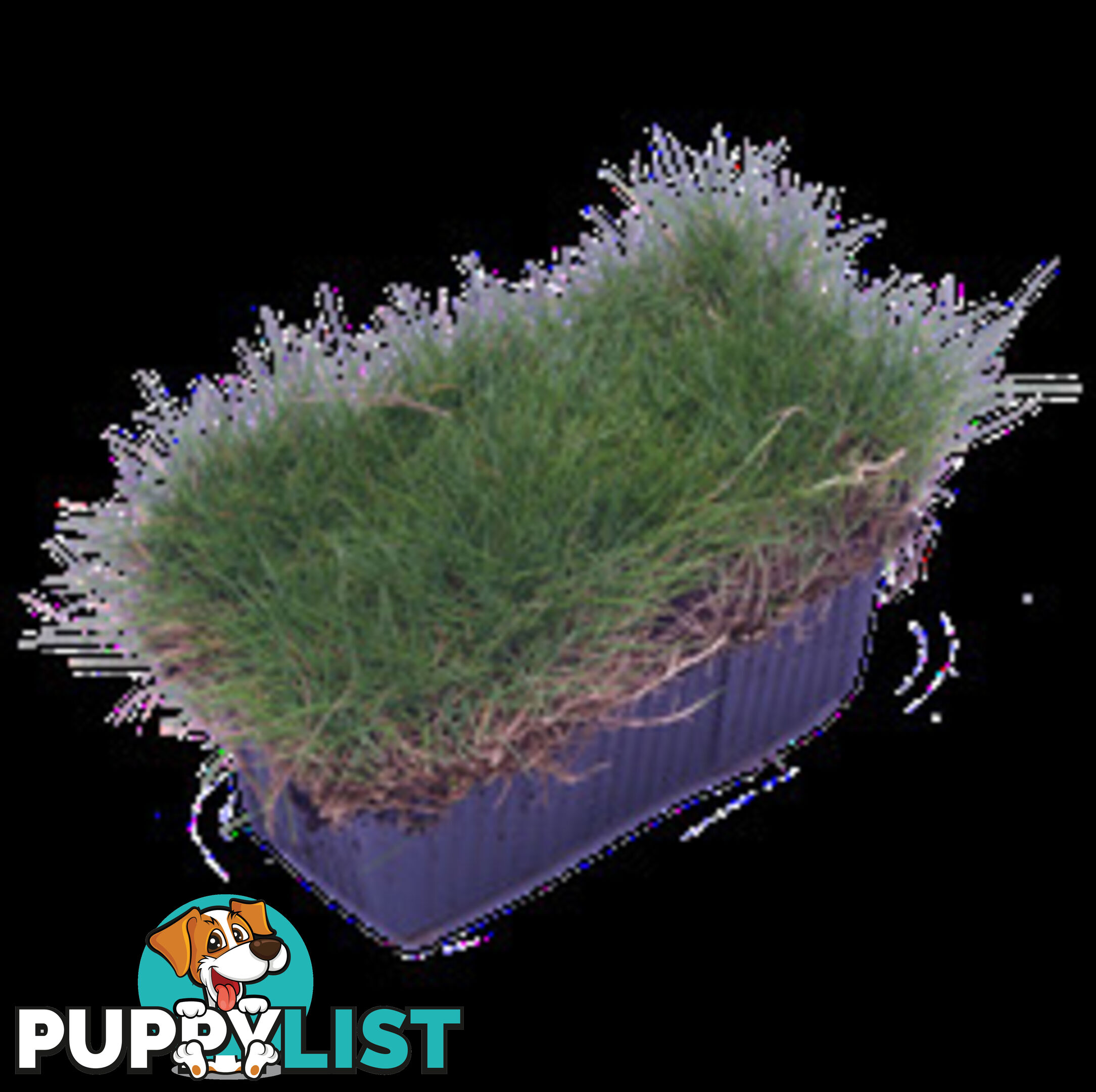 10 x Zoysia Tenuifolia Punnets (145mm x 65mm) QLD Only - Free Postage