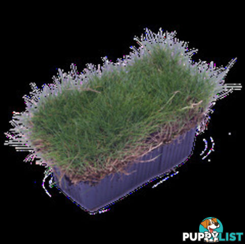 10 x Zoysia Tenuifolia Punnets (145mm x 65mm) QLD Only - Free Postage