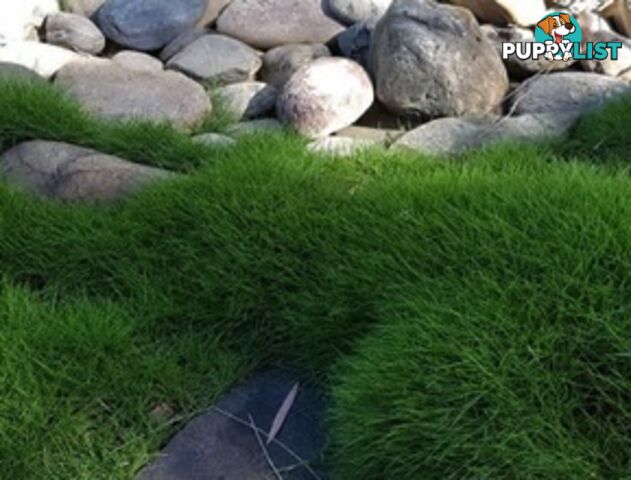 10 x Zoysia Tenuifolia Punnets (145mm x 65mm) QLD Only - Free Postage