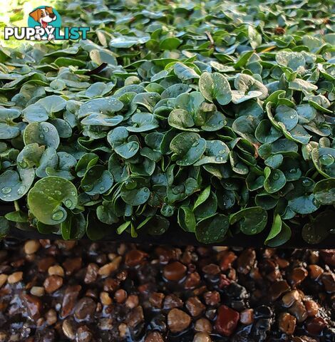 Dichondra Tiny Delight Trays - 330mm x 330mm - Free Delivery