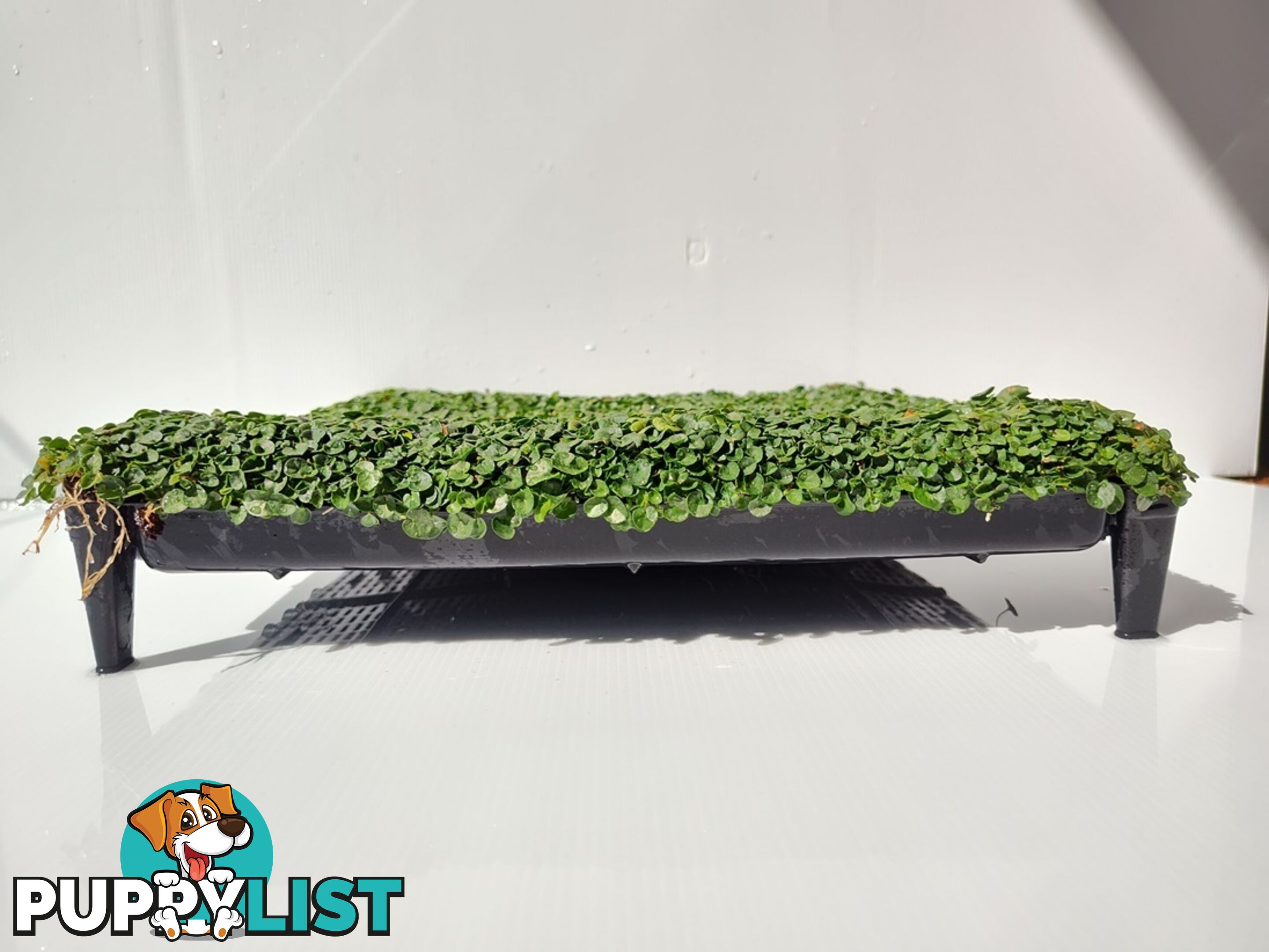 Dichondra Tiny Delight Trays - 330mm x 330mm - Free Delivery