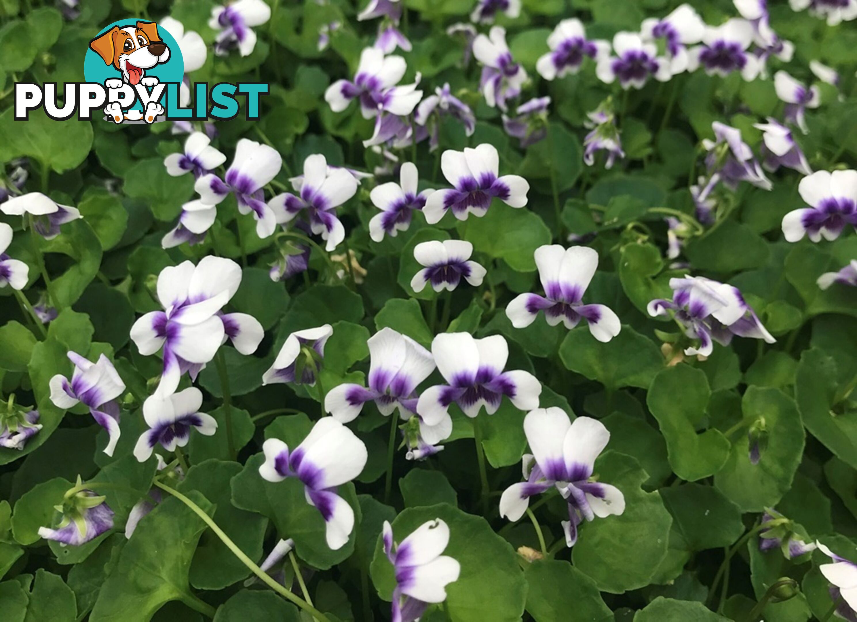 5 x Trays of Native Violet (Viola hederacea) - Free Delivery