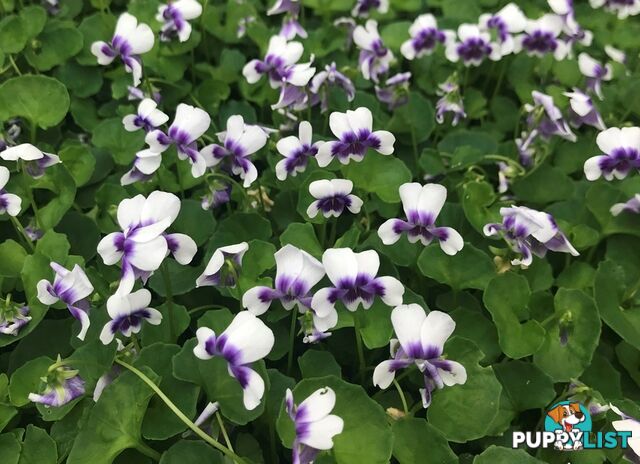 5 x Trays of Native Violet (Viola hederacea) - Free Delivery