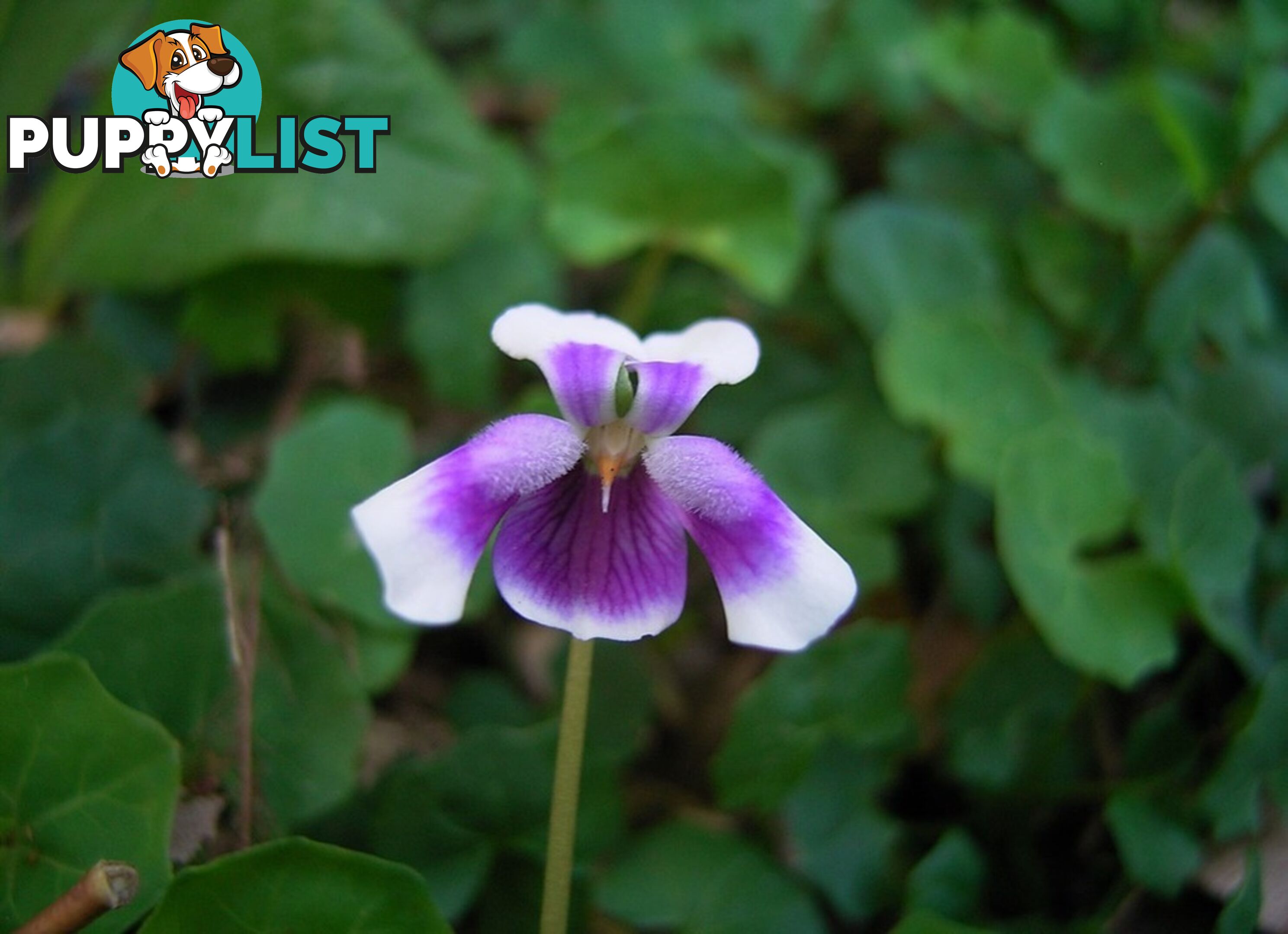 5 x Trays of Native Violet (Viola hederacea) - Free Delivery