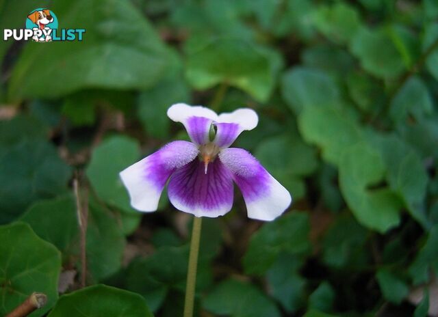 5 x Trays of Native Violet (Viola hederacea) - Free Delivery