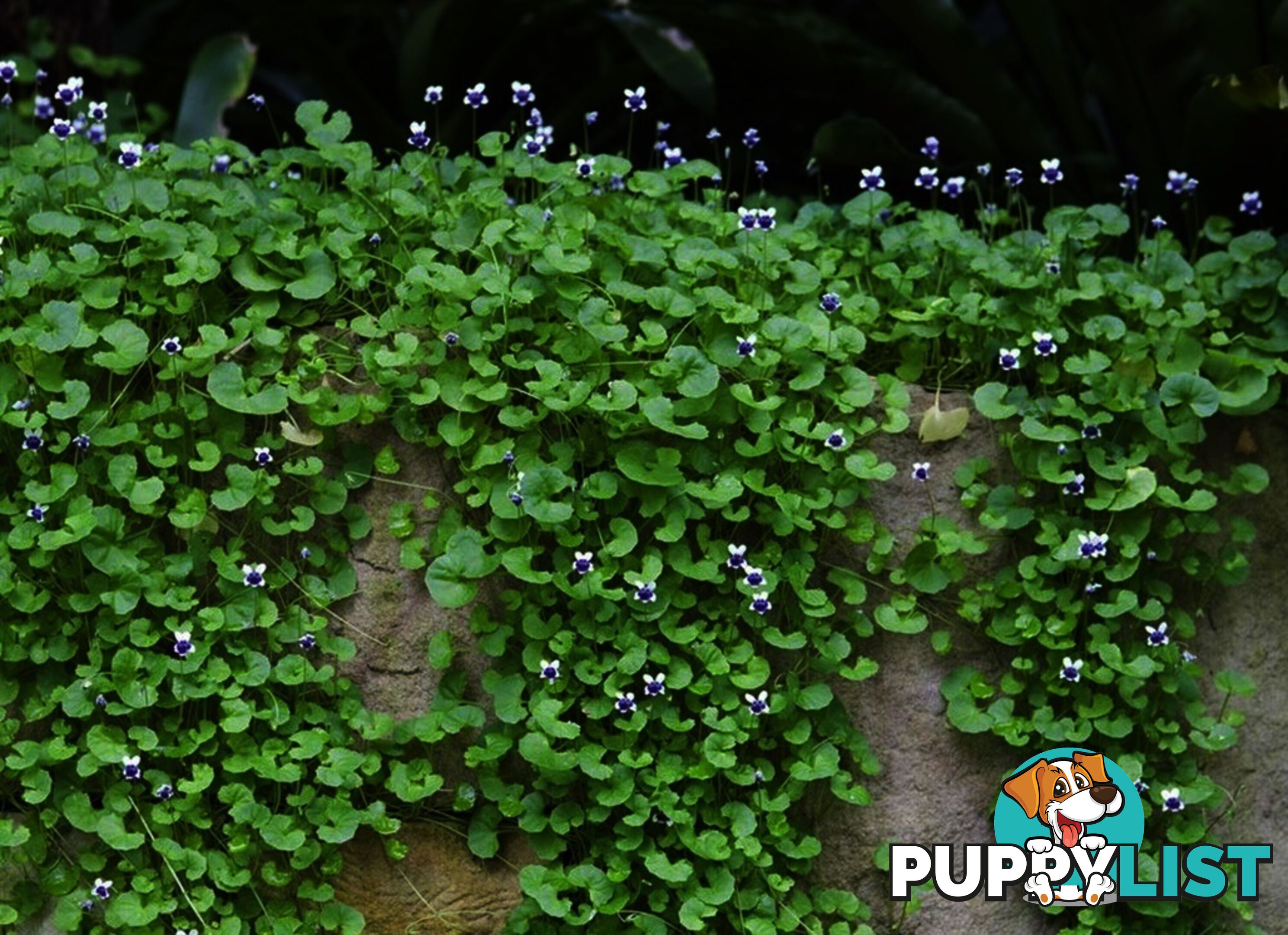 5 x Trays of Native Violet (Viola hederacea) - Free Delivery