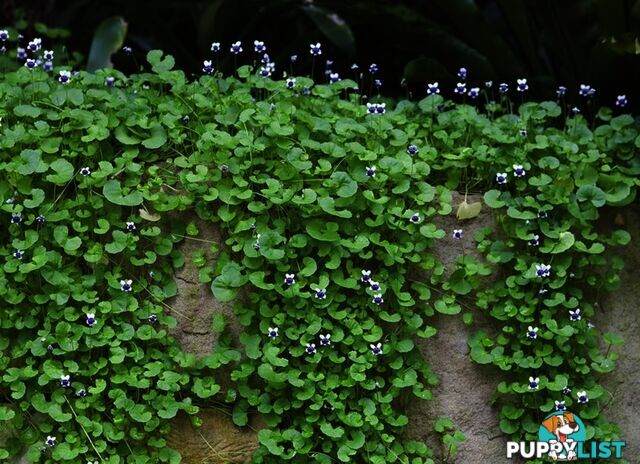 5 x Trays of Native Violet (Viola hederacea) - Free Delivery