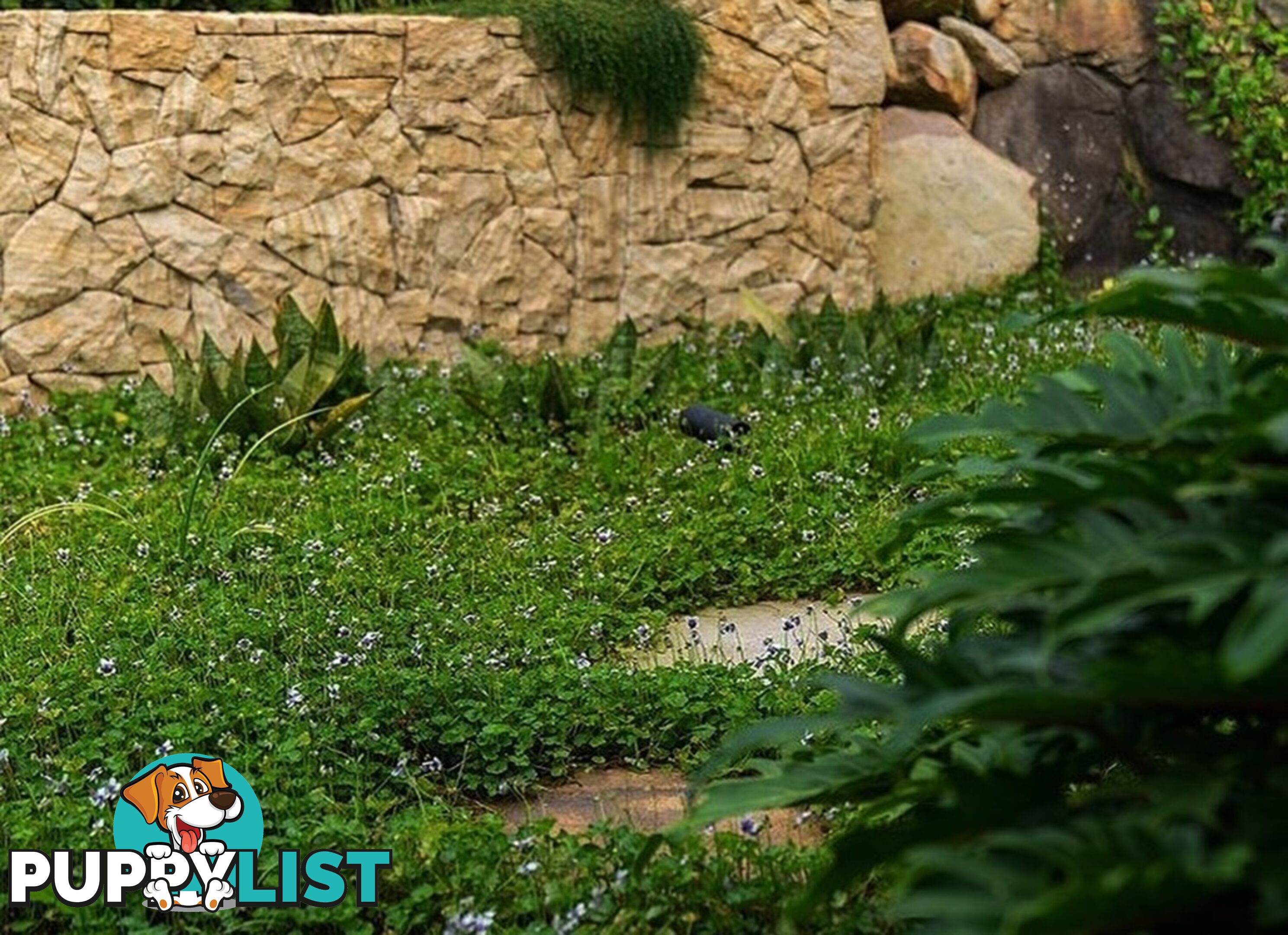5 x Trays of Native Violet (Viola hederacea) - Free Delivery