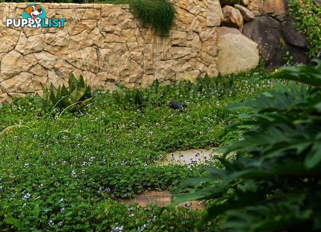 5 x Trays of Native Violet (Viola hederacea) - Free Delivery