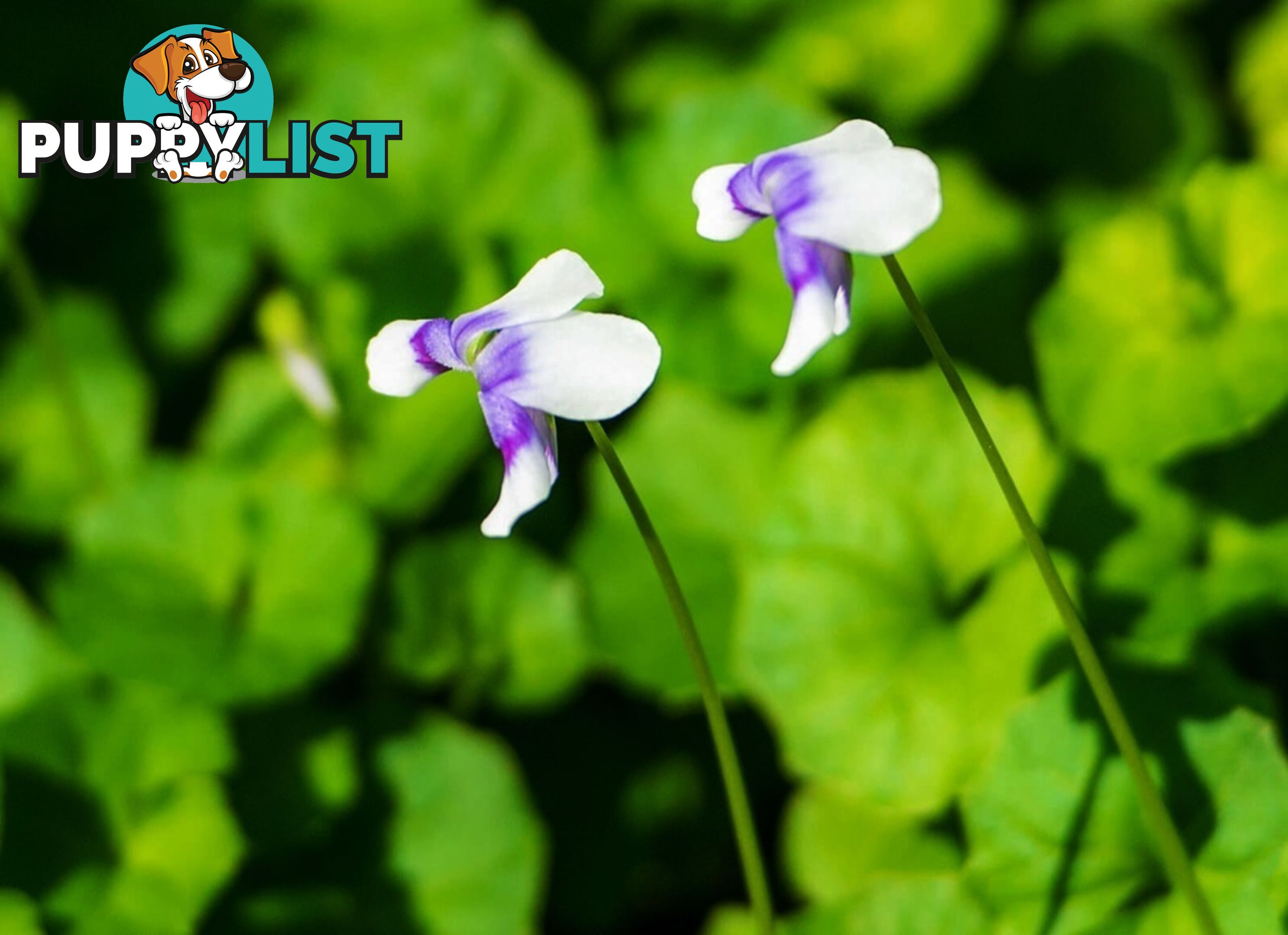 5 x Trays of Native Violet (Viola hederacea) - Free Delivery