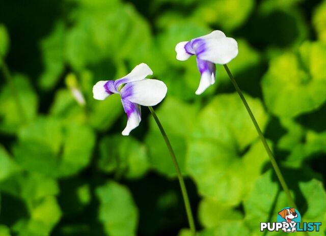 5 x Trays of Native Violet (Viola hederacea) - Free Delivery
