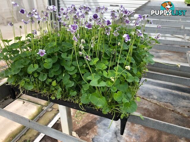 5 x Trays of Native Violet (Viola hederacea) - Free Delivery