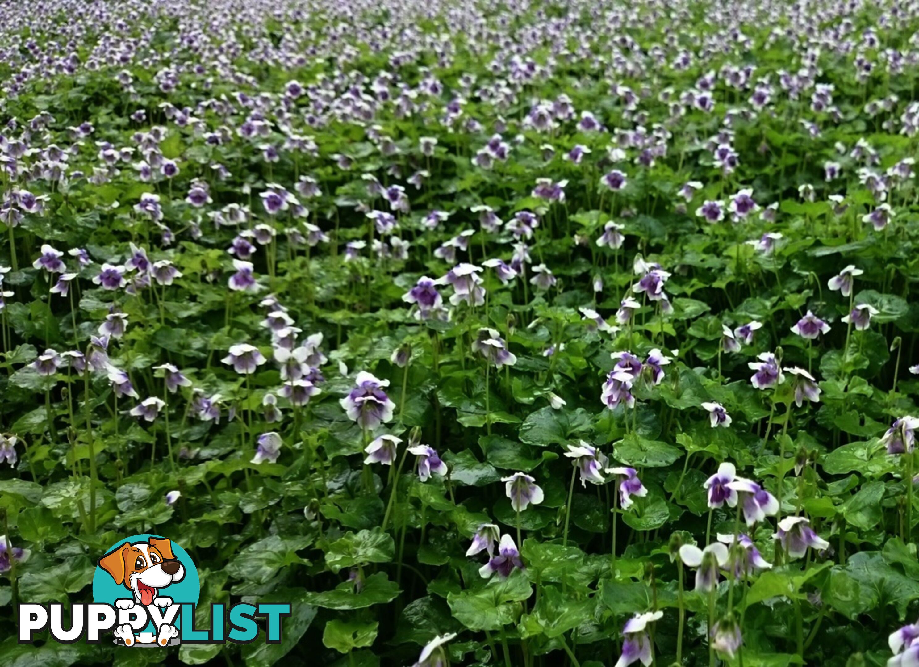 5 x Trays of Native Violet (Viola hederacea) - Free Delivery