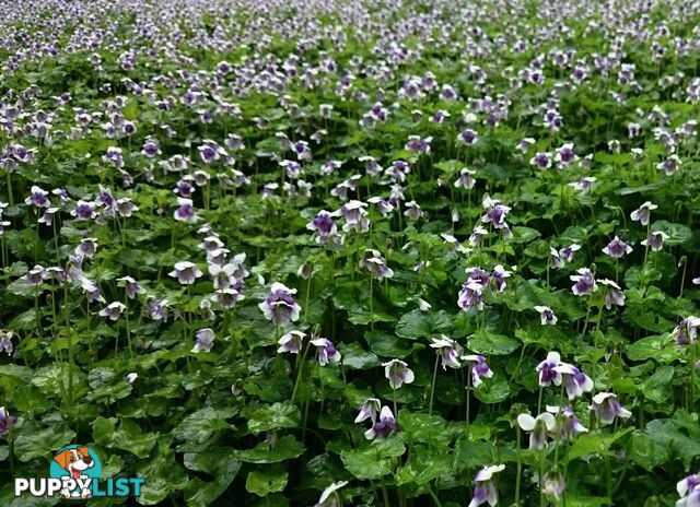 5 x Trays of Native Violet (Viola hederacea) - Free Delivery
