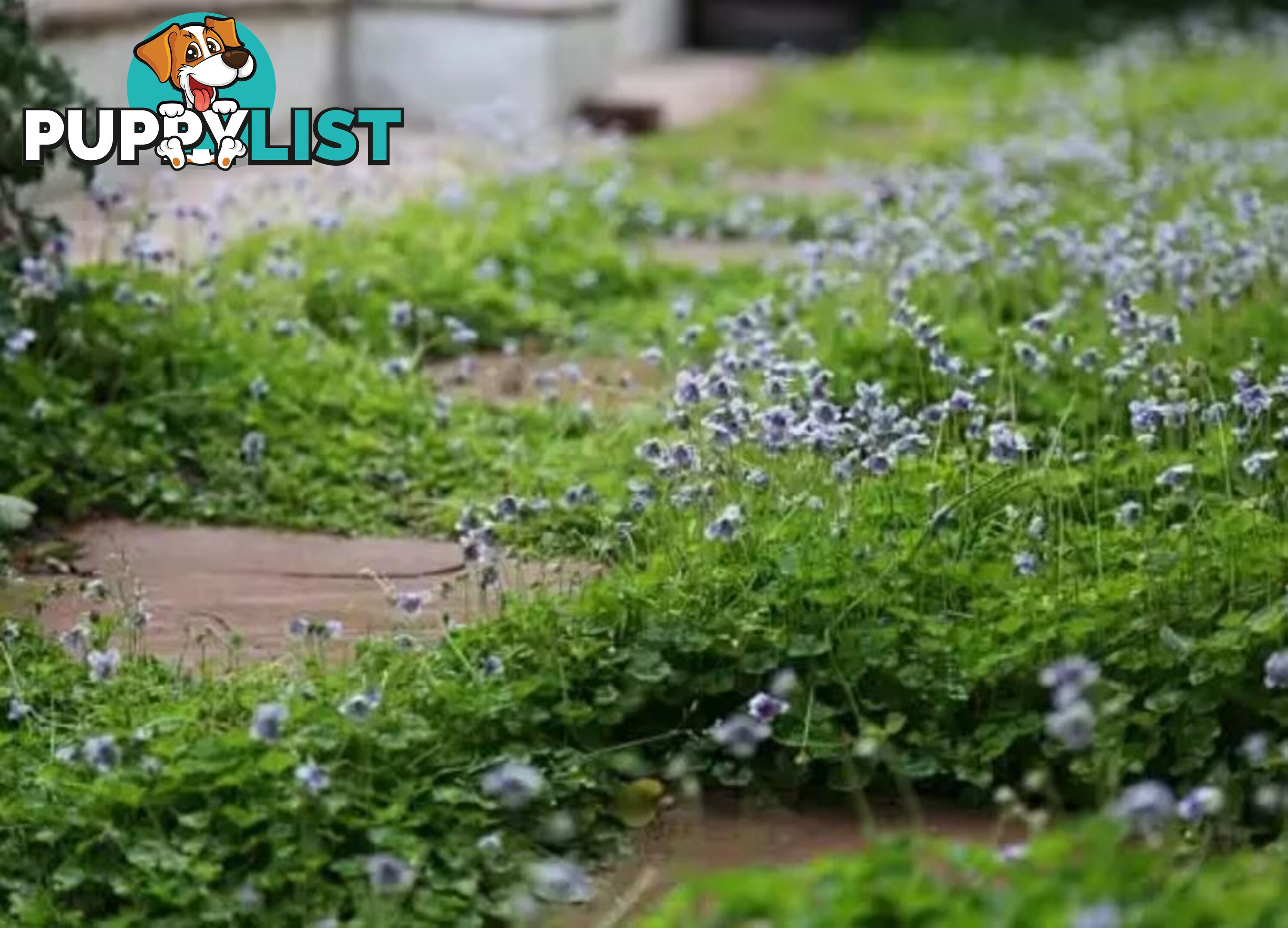 5 x Trays of Native Violet (Viola hederacea) - Free Delivery