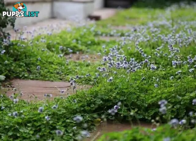 5 x Trays of Native Violet (Viola hederacea) - Free Delivery