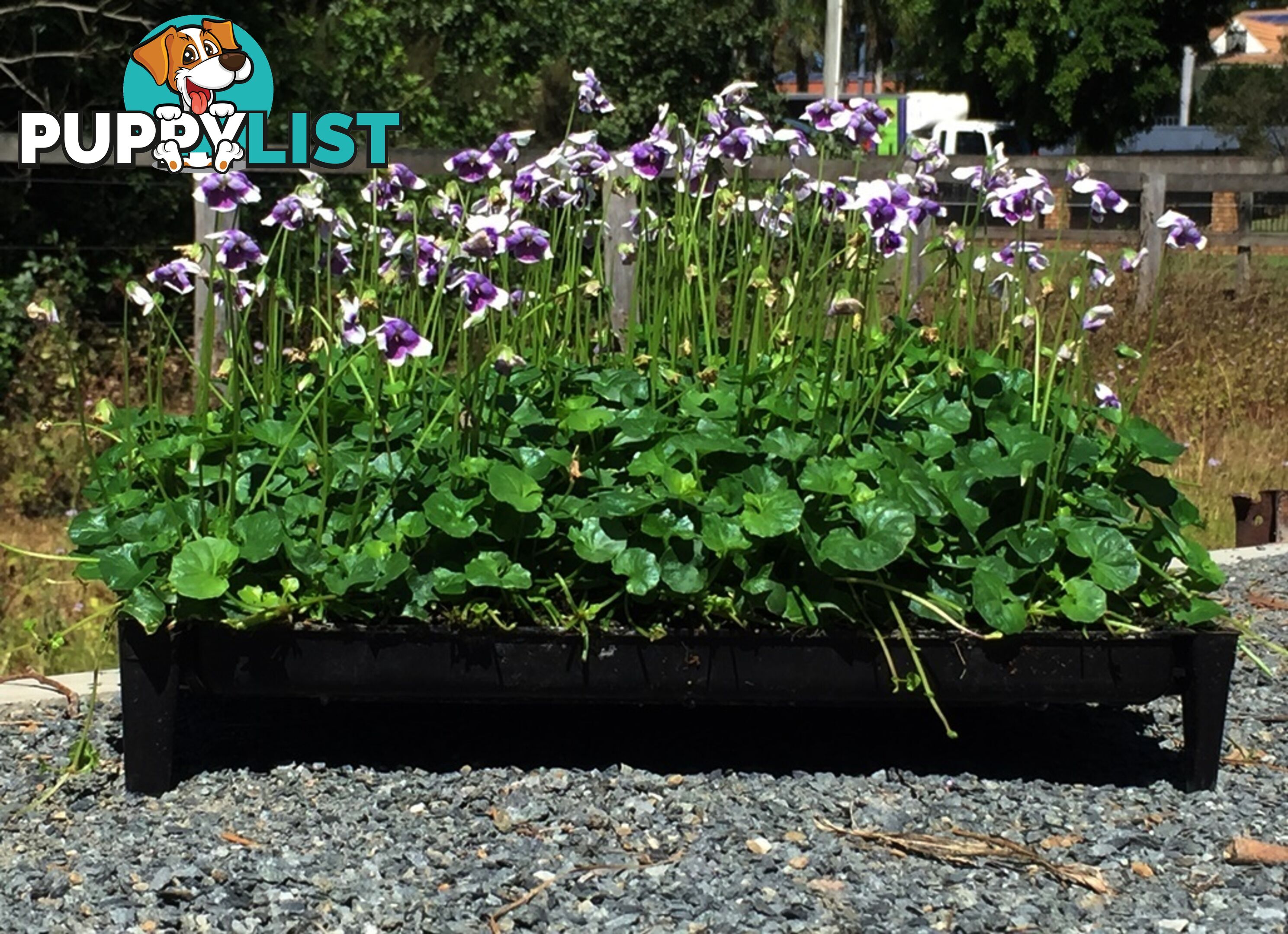 5 x Trays of Native Violet (Viola hederacea) - Free Delivery
