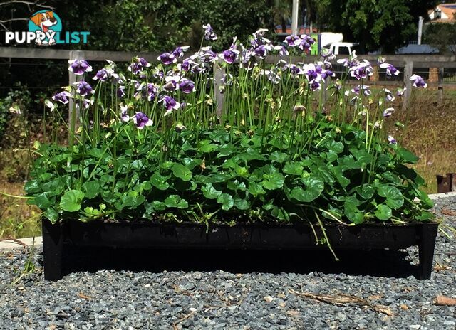5 x Trays of Native Violet (Viola hederacea) - Free Delivery