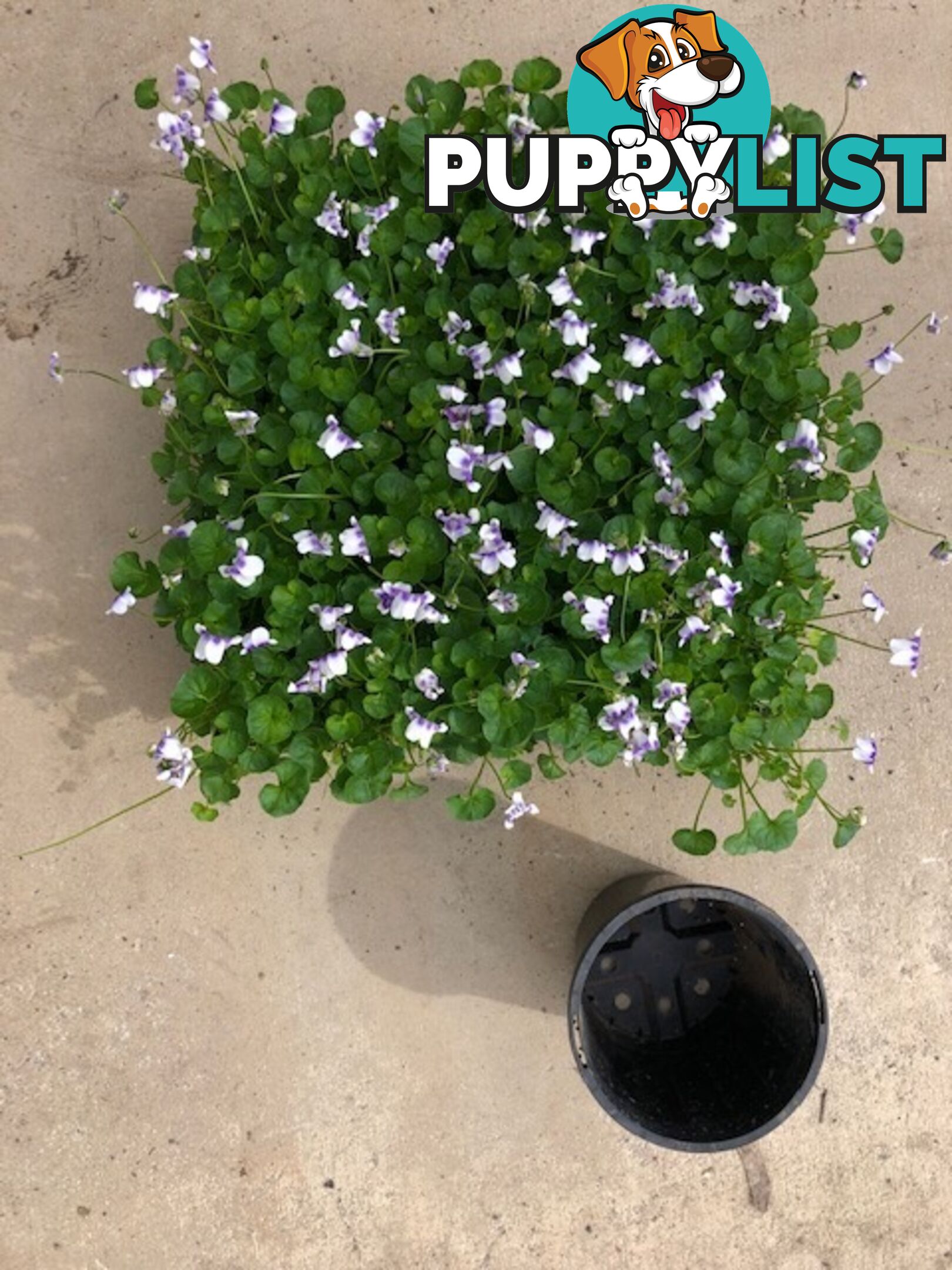 5 x Trays of Native Violet (Viola hederacea) - Free Delivery