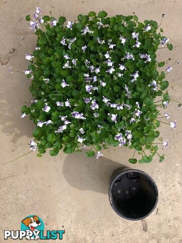 5 x Trays of Native Violet (Viola hederacea) - Free Delivery