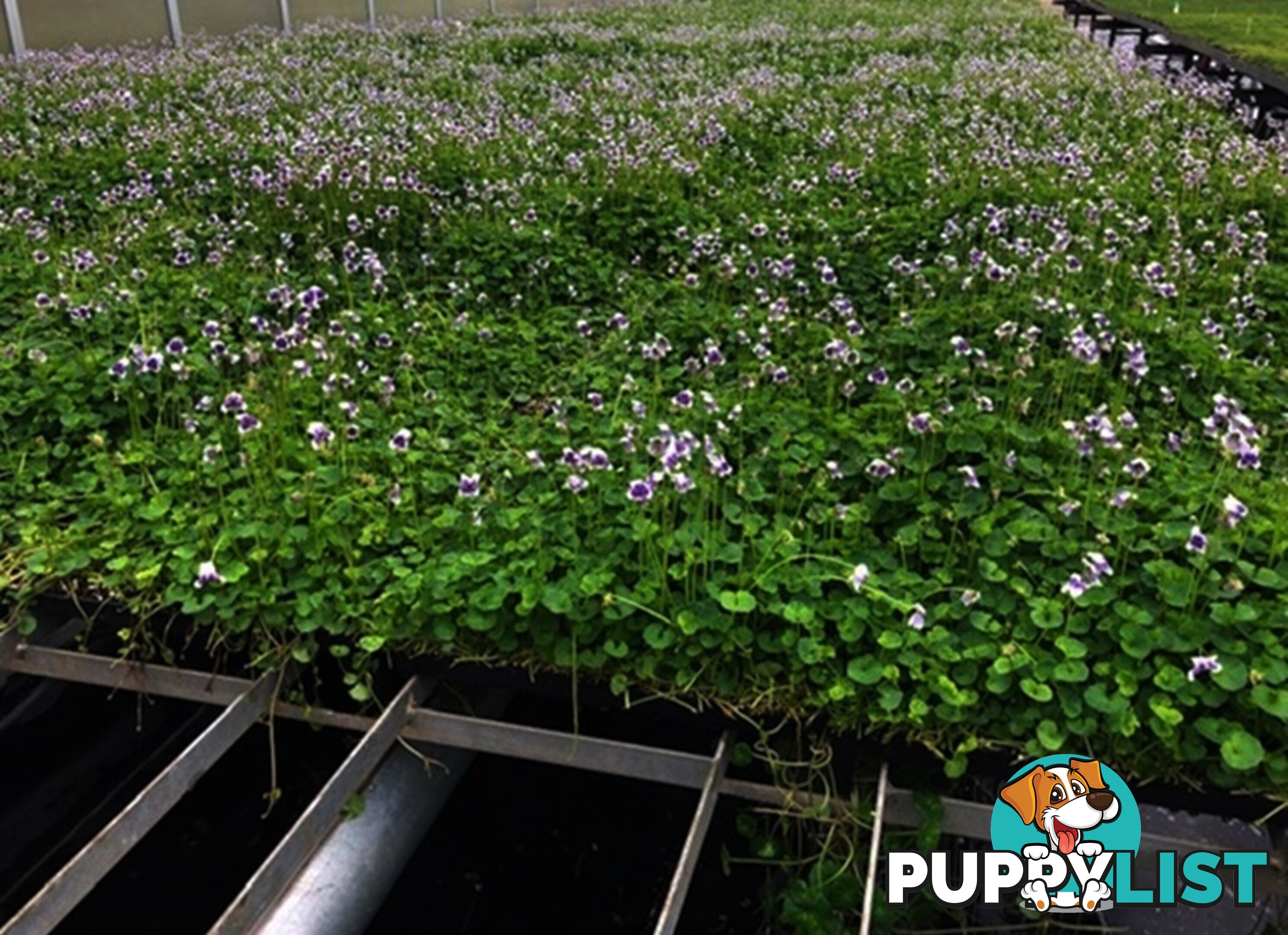 5 x Trays of Native Violet (Viola hederacea) - Free Delivery