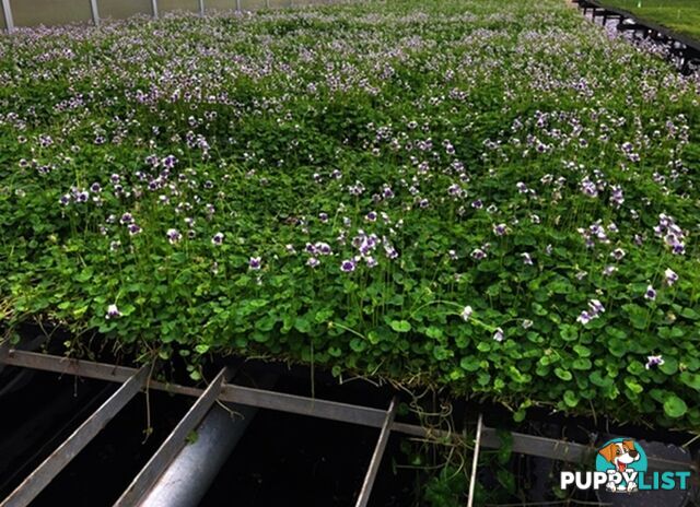 5 x Trays of Native Violet (Viola hederacea) - Free Delivery