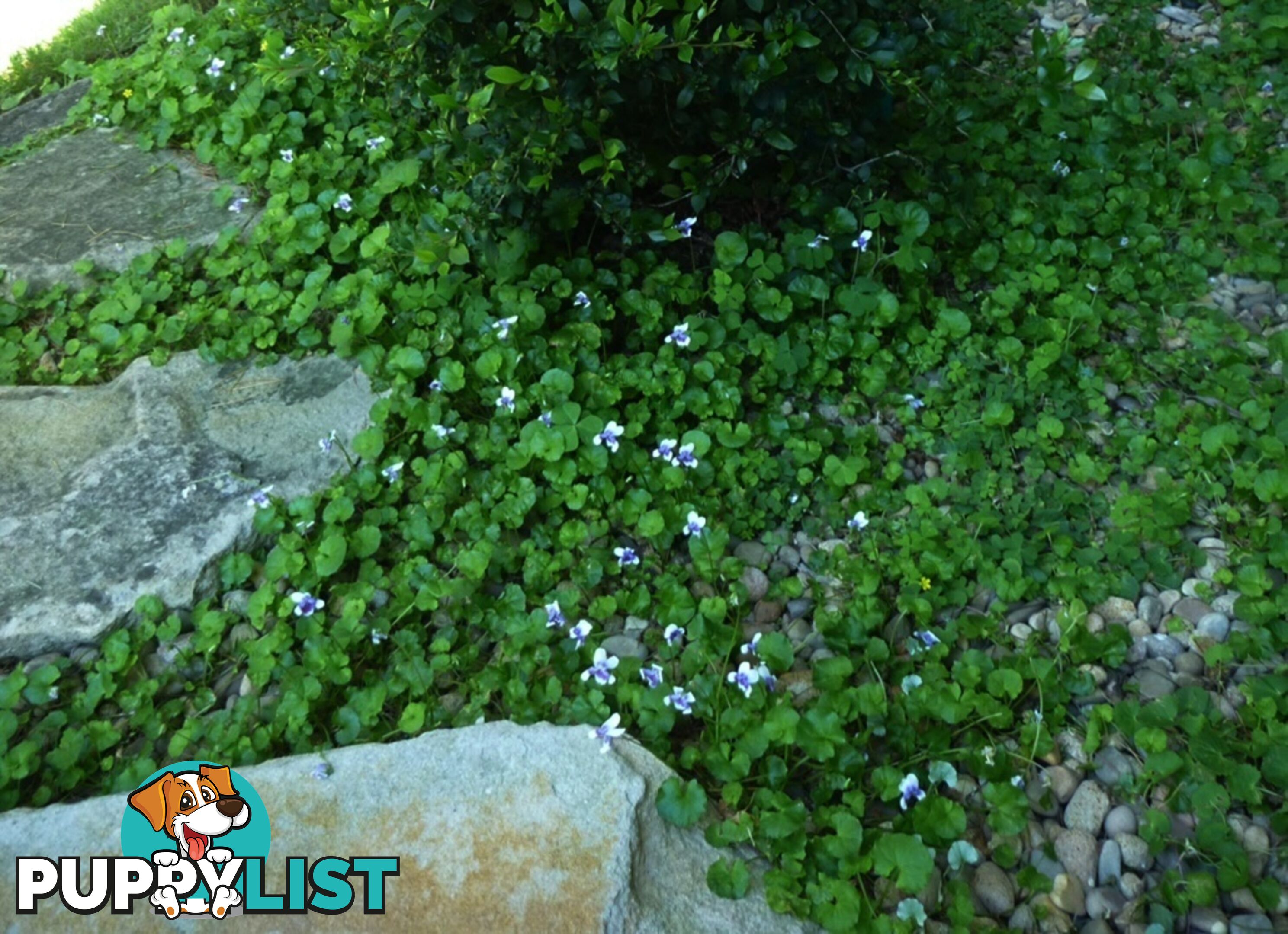 5 x Trays of Native Violet (Viola hederacea) - Free Delivery
