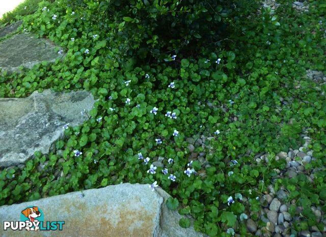 5 x Trays of Native Violet (Viola hederacea) - Free Delivery