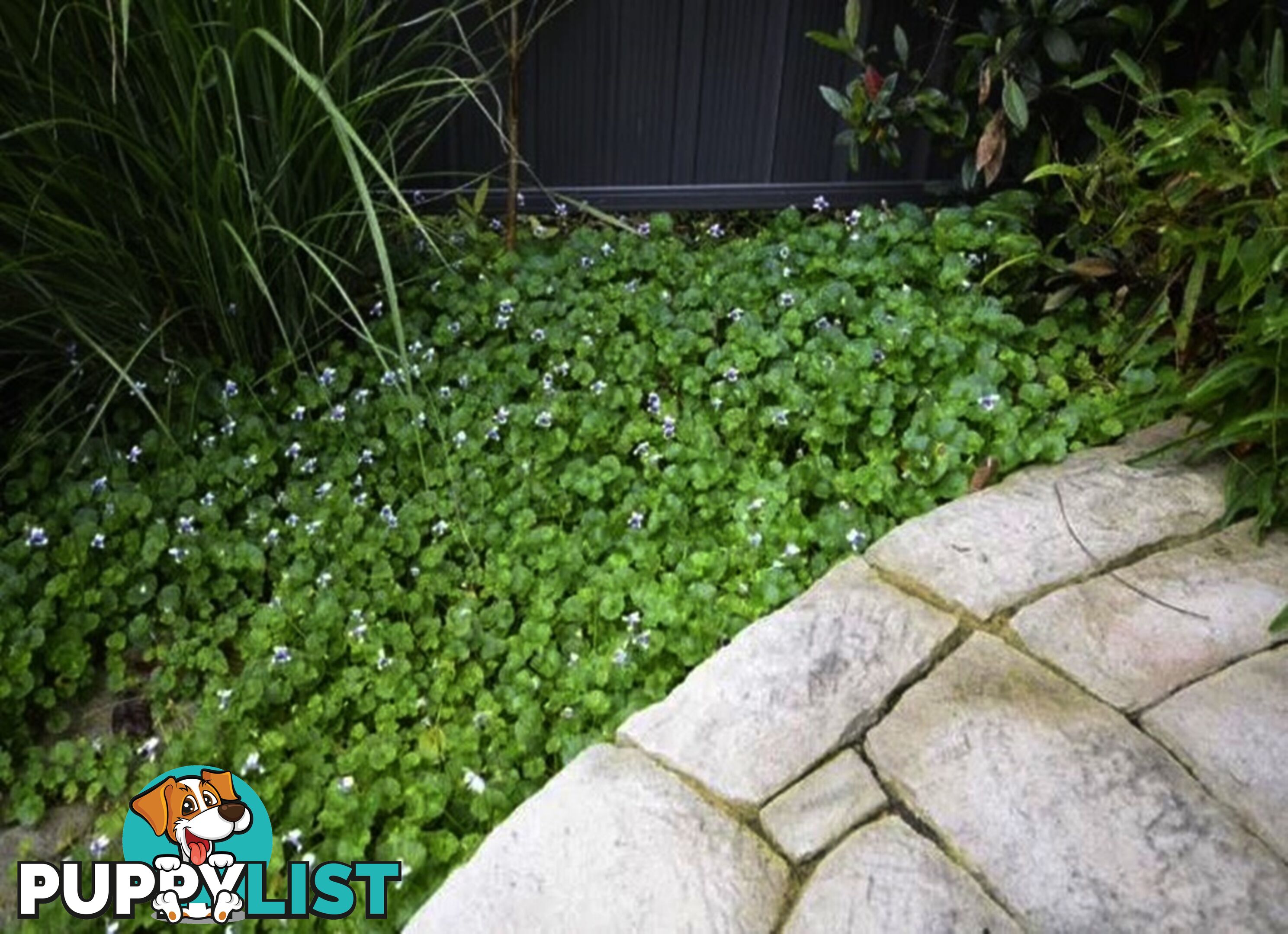 5 x Trays of Native Violet (Viola hederacea) - Free Delivery