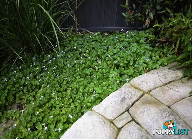 5 x Trays of Native Violet (Viola hederacea) - Free Delivery