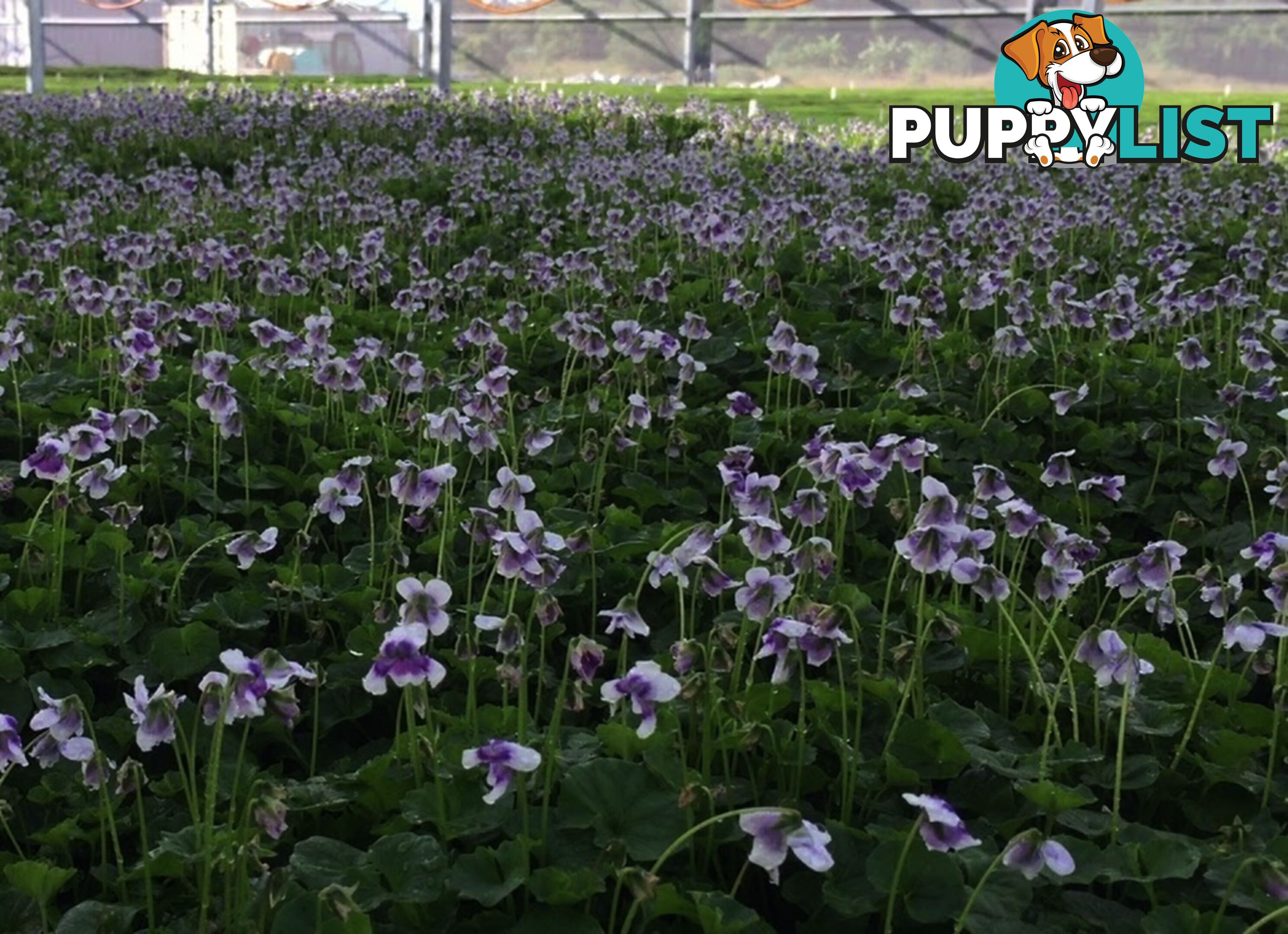 5 x Trays of Native Violet (Viola hederacea) - Free Delivery