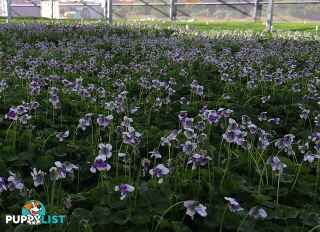 5 x Trays of Native Violet (Viola hederacea) - Free Delivery