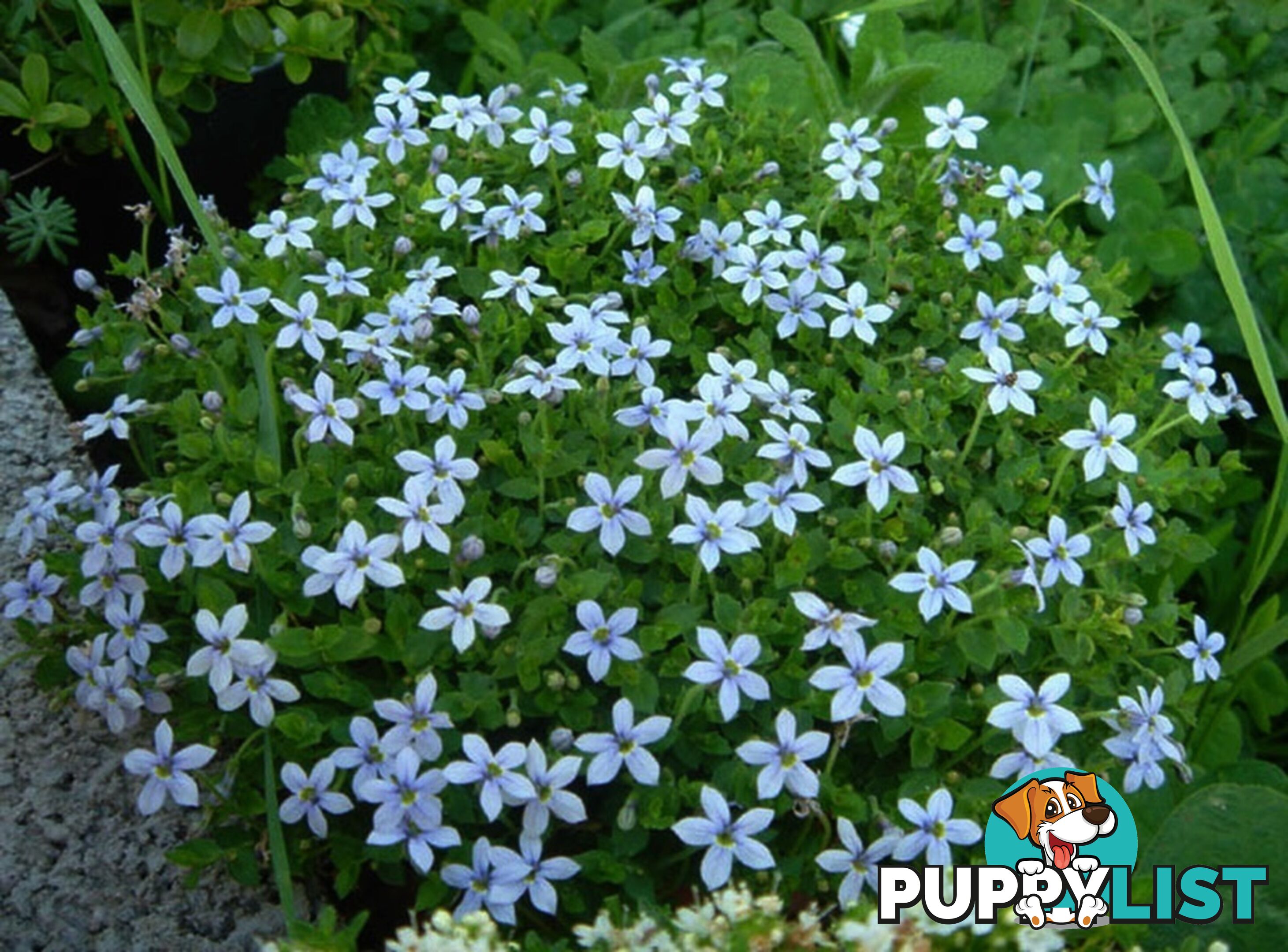 Trailing Pratia pedunculata in 330mm x 330mm Trays - Free Delivery $49.00
