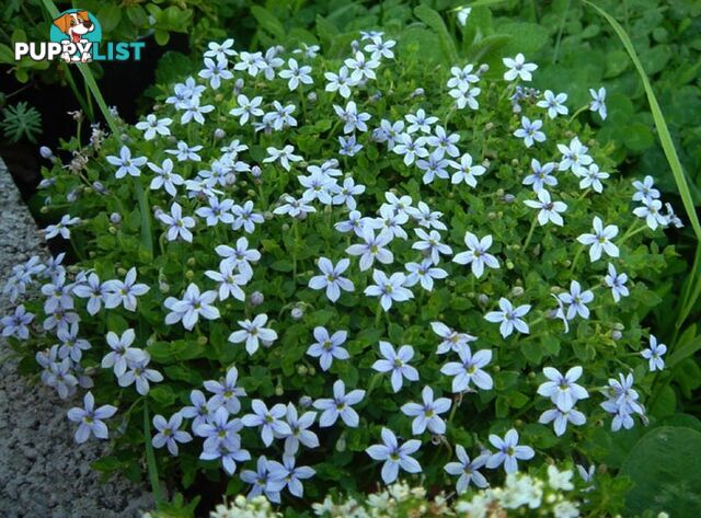 Trailing Pratia pedunculata in 330mm x 330mm Trays - Free Delivery $49.00
