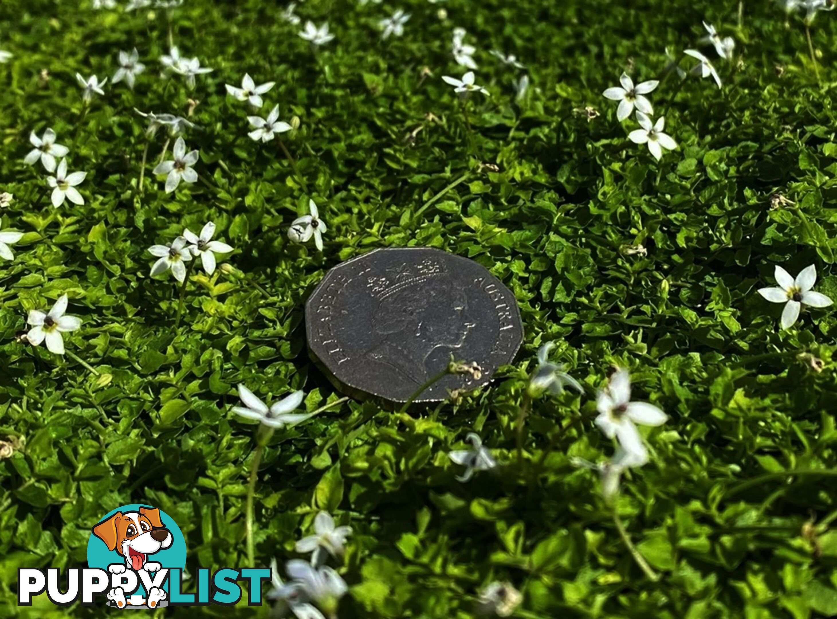 Trailing Pratia pedunculata in 330mm x 330mm Trays - Free Delivery $49.00