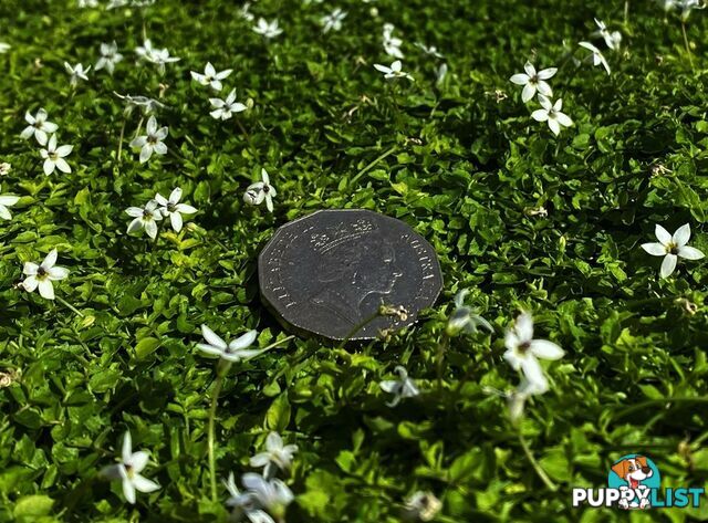 Trailing Pratia pedunculata in 330mm x 330mm Trays - Free Delivery $49.00