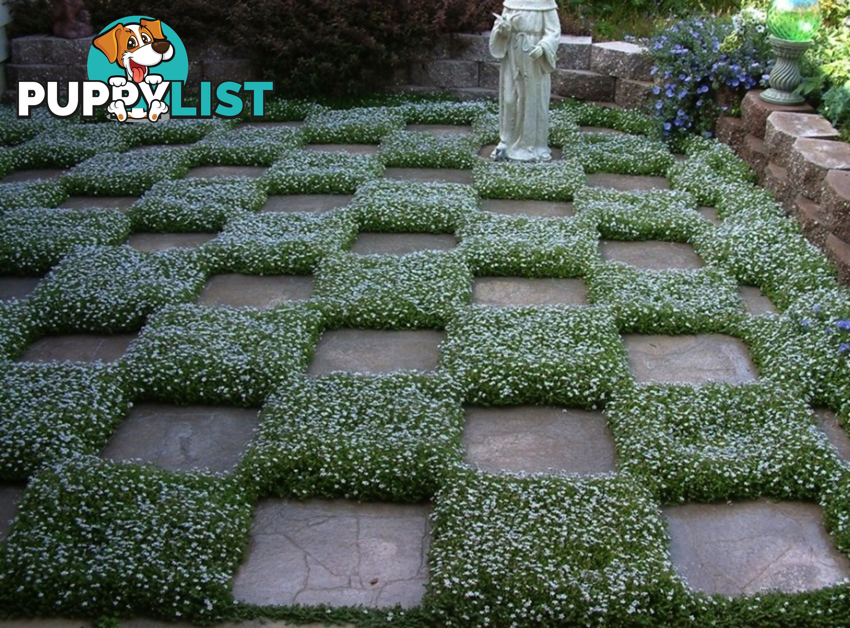 Trailing Pratia pedunculata in 330mm x 330mm Trays - Free Delivery $49.00