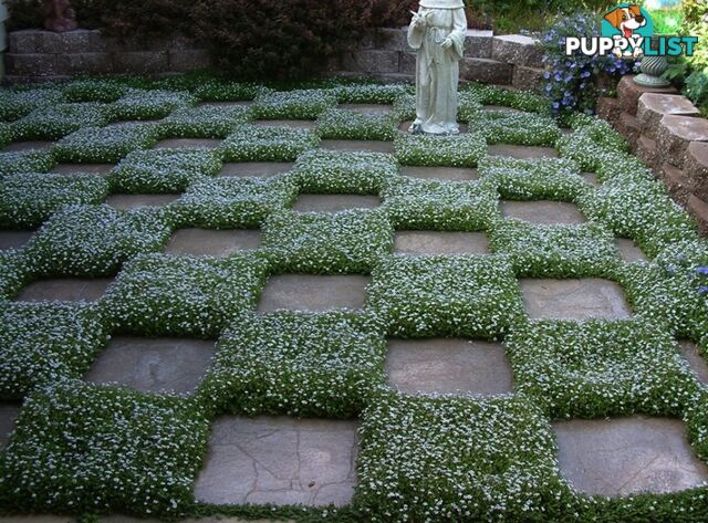 Trailing Pratia pedunculata in 330mm x 330mm Trays - Free Delivery $49.00