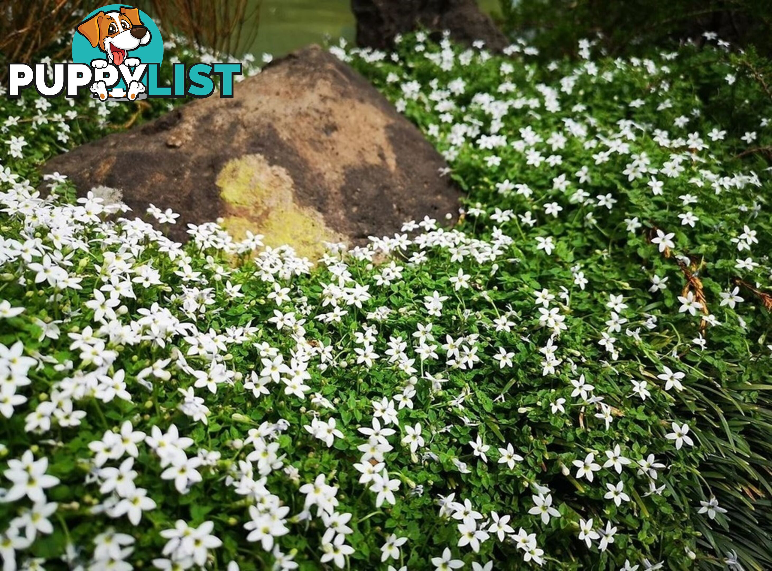 Trailing Pratia pedunculata in 330mm x 330mm Trays - Free Delivery $49.00