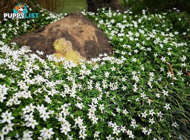 Trailing Pratia pedunculata in 330mm x 330mm Trays - Free Delivery $49.00