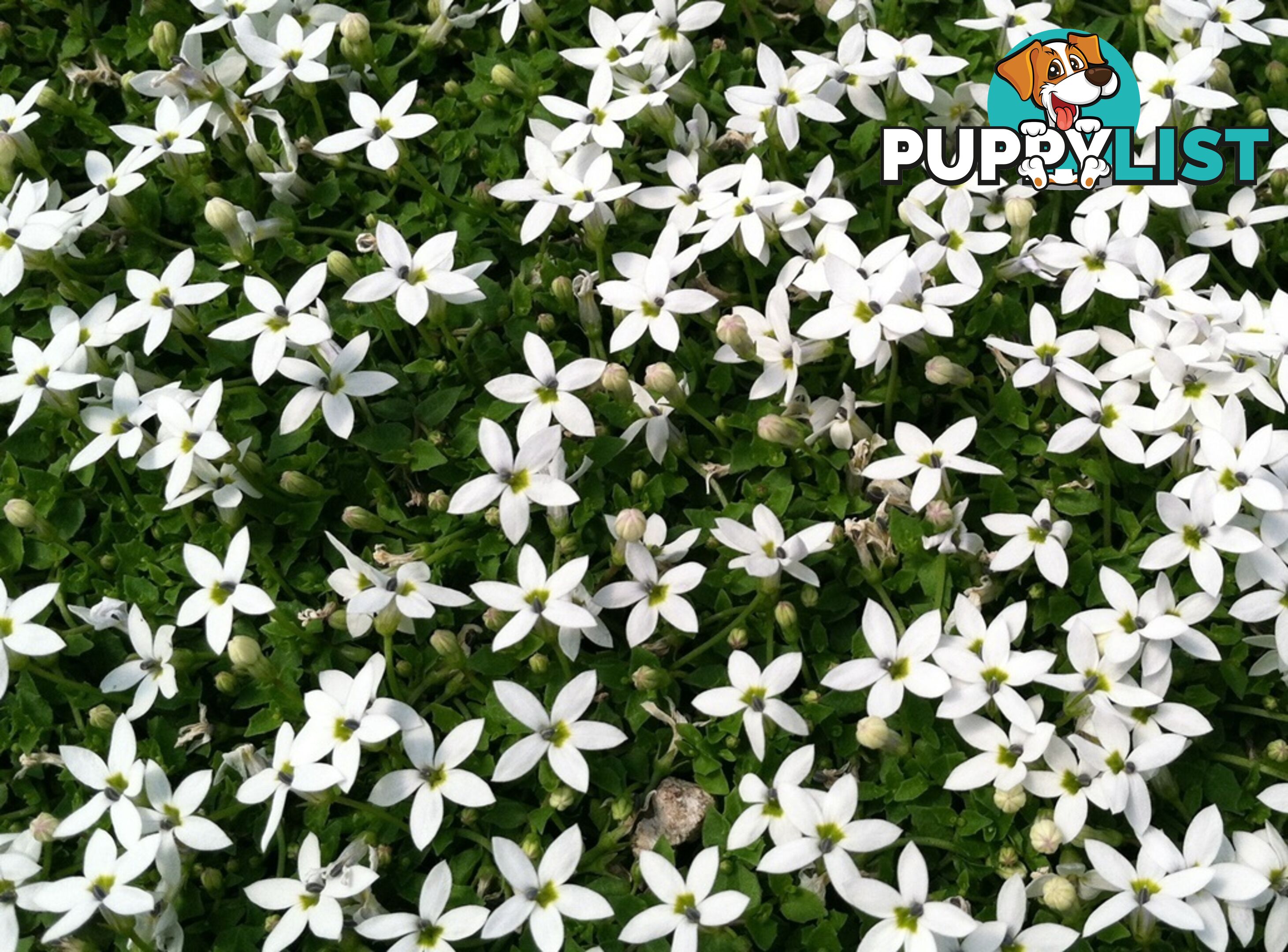 Trailing Pratia pedunculata in 330mm x 330mm Trays - Free Delivery $49.00