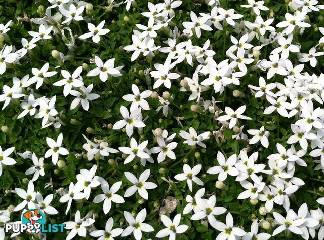 Trailing Pratia pedunculata in 330mm x 330mm Trays - Free Delivery $49.00