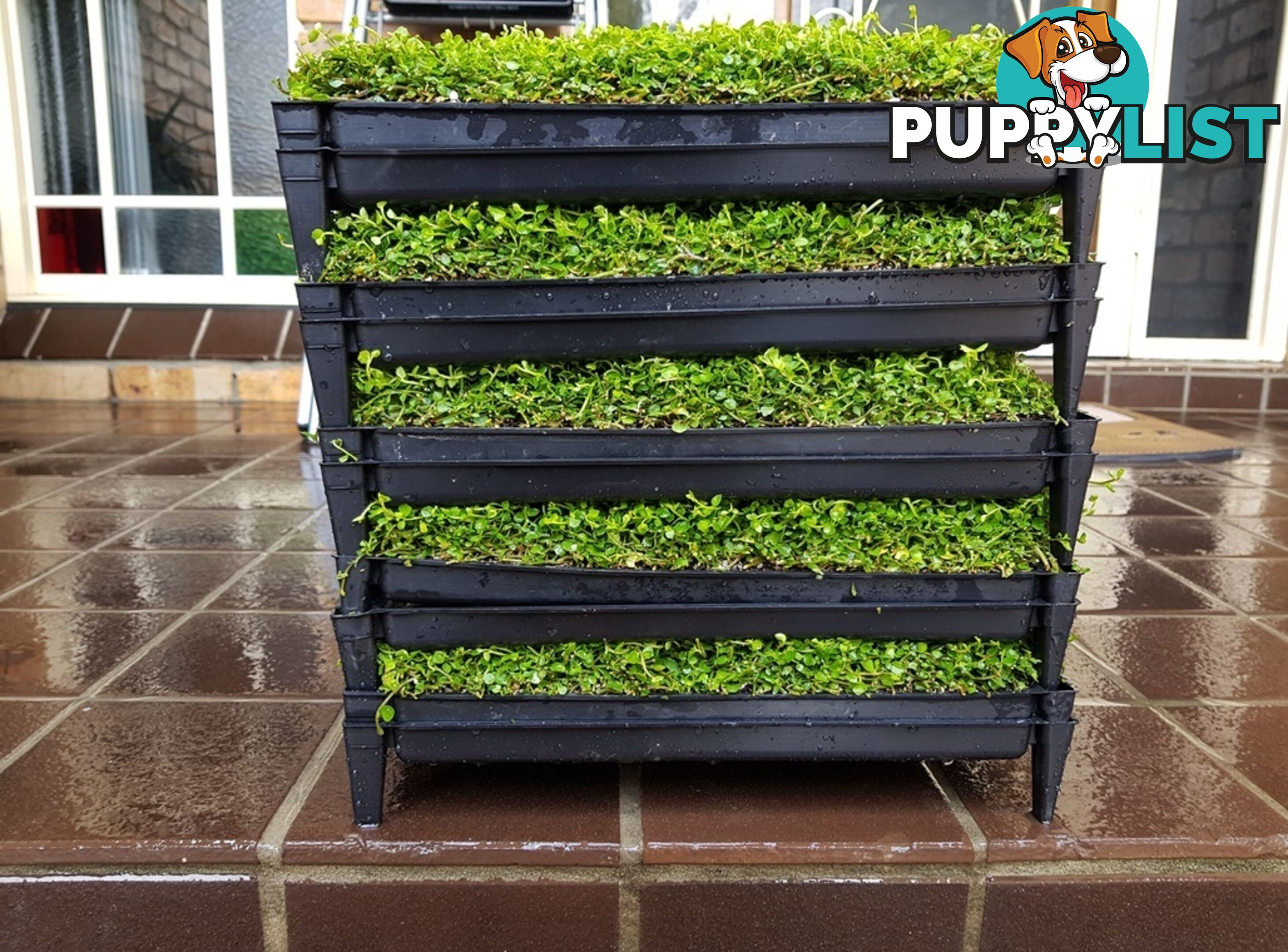 Trailing Pratia pedunculata in 330mm x 330mm Trays - Free Delivery $49.00